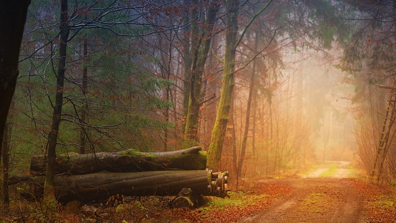 Woodland setting